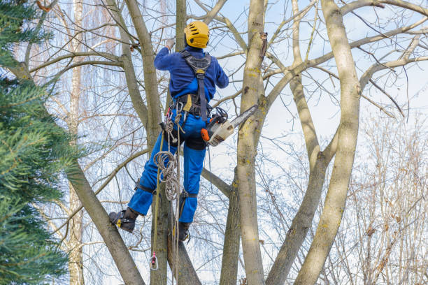 Best Emergency Tree Removal  in Rensselaer, IN